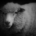 羊のロゴのムートン・ロートシルト　干支にちなみ中国で攻勢
