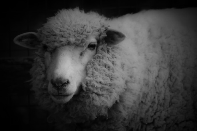 羊のロゴのムートン・ロートシルト　干支にちなみ中国で攻勢