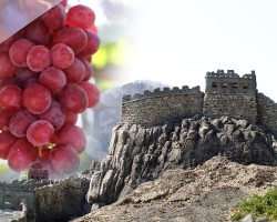 中国がフランスを抜く――ワイン用葡萄栽培面積