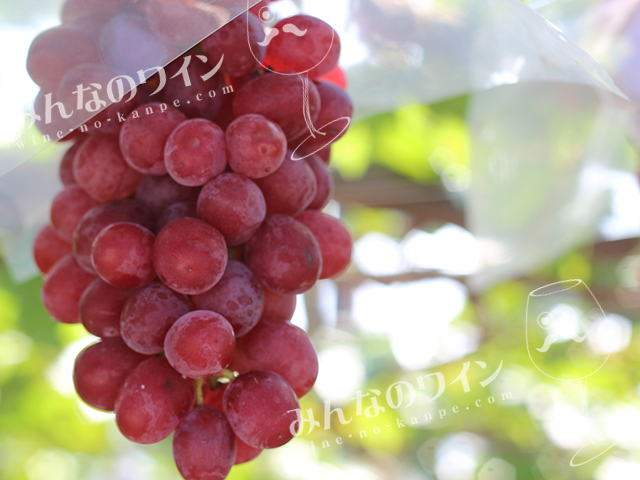 2015山梨ヌーボー、11/3(火・祝)解禁!