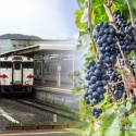 三陸の神田葡萄園、ワイン醸造を開始