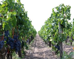 約22億円－ロビン・ウィリアムズが所有したワイン農園売却