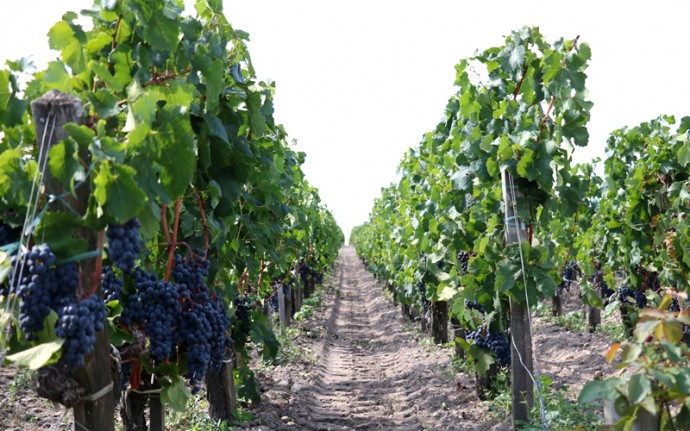 約22億円－ロビン・ウィリアムズが所有したワイン農園売却