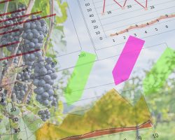サントリーワイン、ビッグデータ活用で日本ワイン増産を目指す