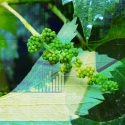 北海道、ワイン用葡萄苗木生産者の育成に乗り出す