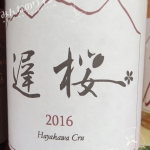 遅桜(おそざくら)・2016