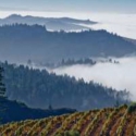 カリフォルニアワイン 2019 収穫レポート【カリフォルニアワイン協会】