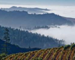 カリフォルニアワイン 2019 収穫レポート【カリフォルニアワイン協会】