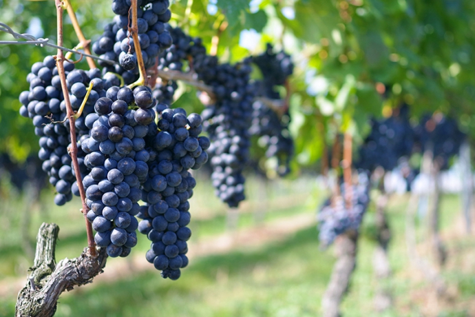ワイン用葡萄栽培の市場を視野に－接ぎ木テープ『ニューメデール』