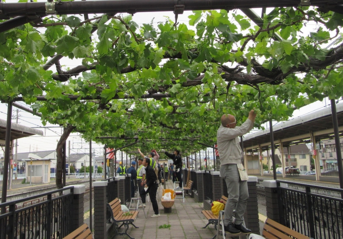 日本で唯一！駅のホームで育つワイン用葡萄、2020年の収穫に向け作業を予定