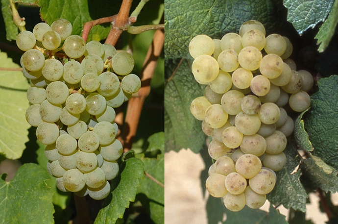 2021年からボルドーワインに新しい葡萄品種が導入！6品種が正式承認取得