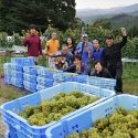 南三陸産の葡萄から生まれた初のワイン『MINAMISANRIKU CHARDONNAY 2020』発売
