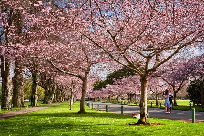 桜の季節、お花見気分を味わうならサステナブルなニュージーランド産ロゼで乾杯！