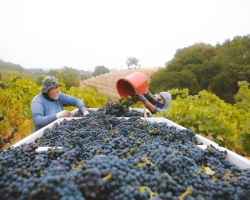 カリフォルニアが贈る、2023年の絶品ヴィンテージ！カリフォルニアワイン2023収穫レポート