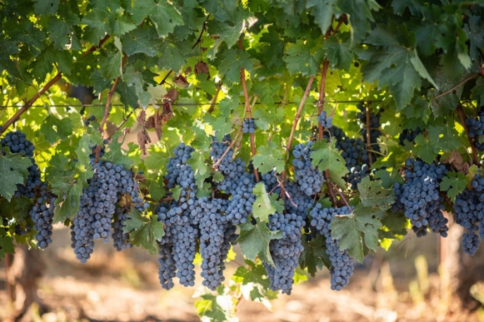カリフォルニアが贈る、2023年の絶品ヴィンテージ！カリフォルニアワイン2023収穫レポート