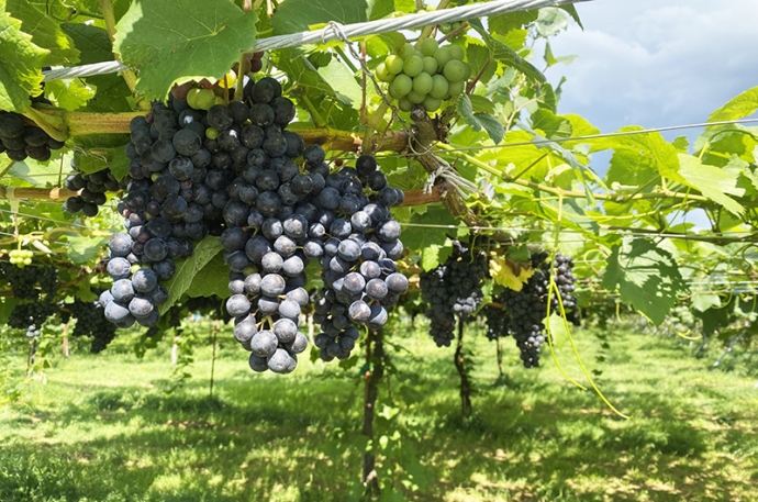 史上最速の収穫年…2023年の各ドイツワイン生産地のヴィンテージレポート