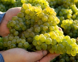 ドイツワイン2025年ヴィンテージは2010年以来の少収穫