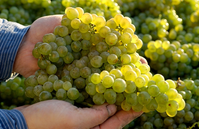 ドイツワイン2025年ヴィンテージは2010年以来の少収穫