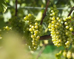 北海道ワインが有機JAS認証を取得!日本ワイン初の“次世代オーガニックモデル”へ