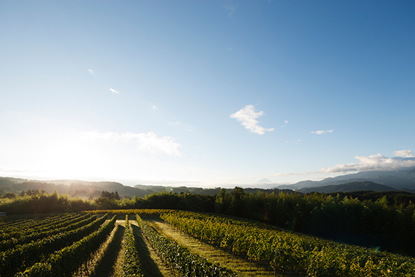 提携ワイナリー