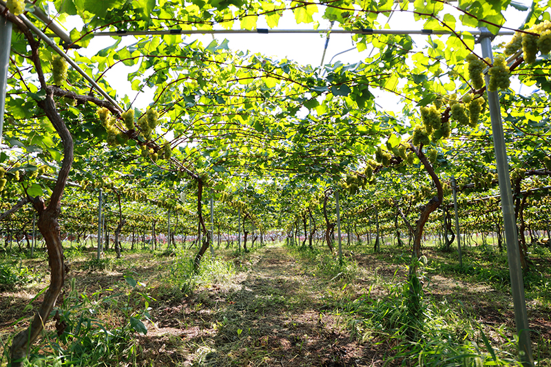 ワイナリー見学